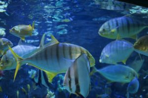 Tivoli Gardens aquarium