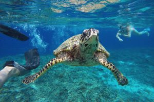 sea turtle Gili islands